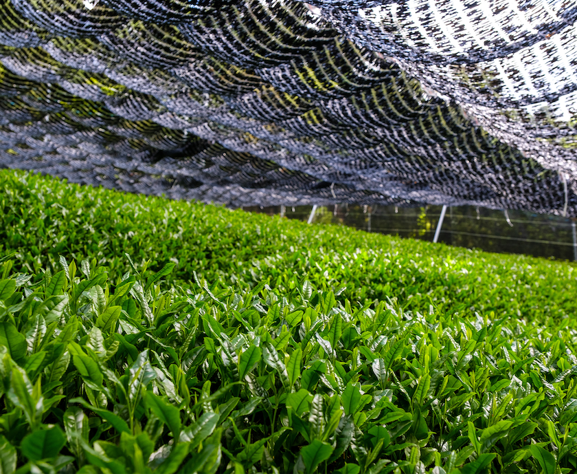 tea leaves falling into a large pile